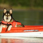 dog 5480268 1280